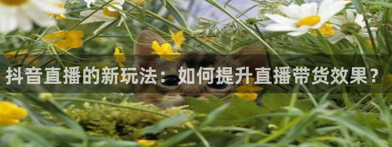 919看球直播app